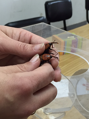 Red Palm Weevil at Eden Farm