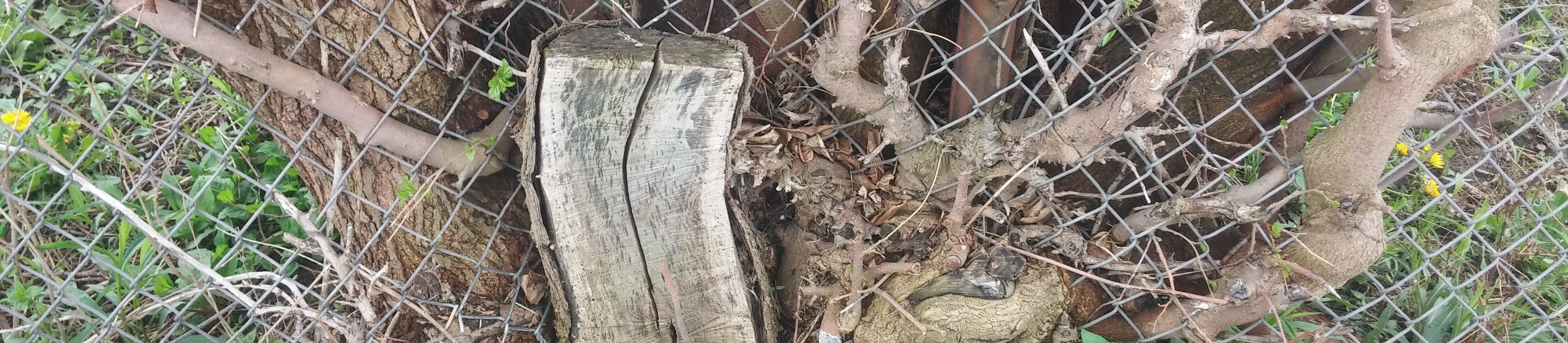 Preserving Our Jewish Cemeteries