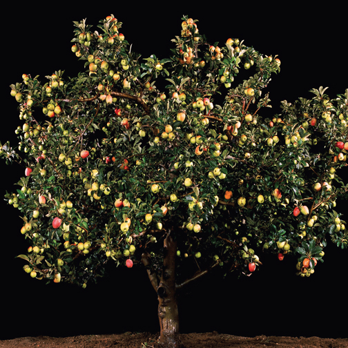 The Desert Shall Rejoice and Blossom:
Photographs by Oded Balilty and Tal Shochat
